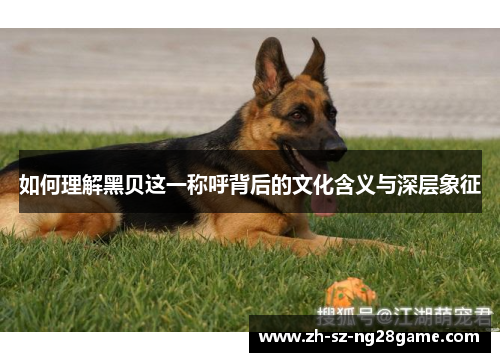 如何理解黑贝这一称呼背后的文化含义与深层象征 如何理解黑贝这一称呼背后的文化含义与深层象征